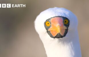 RAW POWER: Extraordinary Forces of Nature