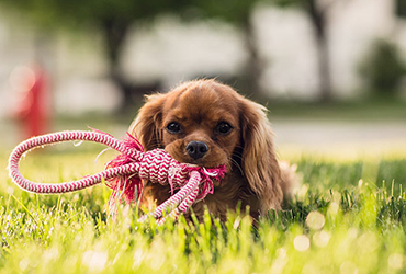 Pets & Animals