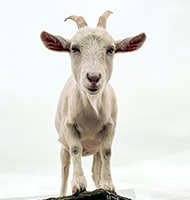 Goat