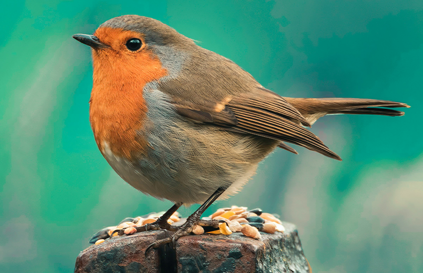 Charming Feathered Friends Await: Adopt Your New Bird Today!
