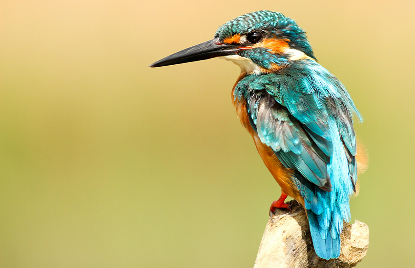 Charming Feathered Friends Await: Adopt Your New Bird Today!