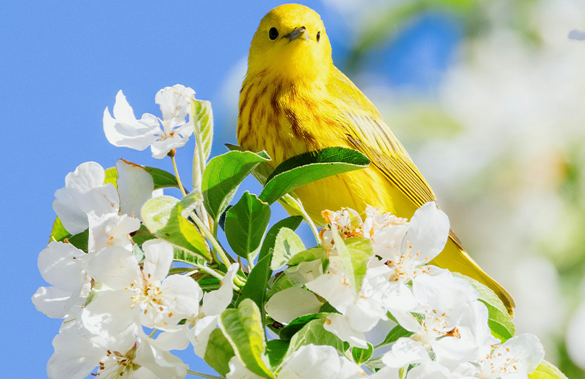 Discover Your Dream Parrot! Healthy, Hand-Fed Companions Await.